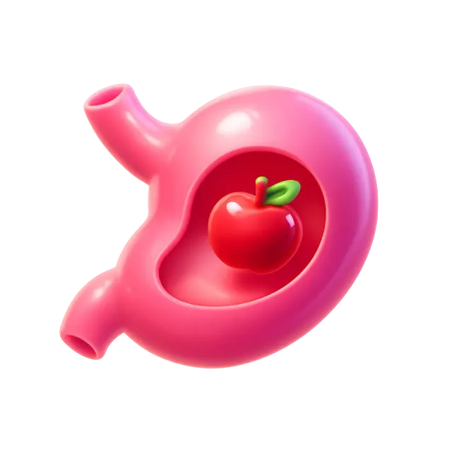 ภาพประกอบคำว่า stomach (กระเพาะอาหาร / ท้อง)