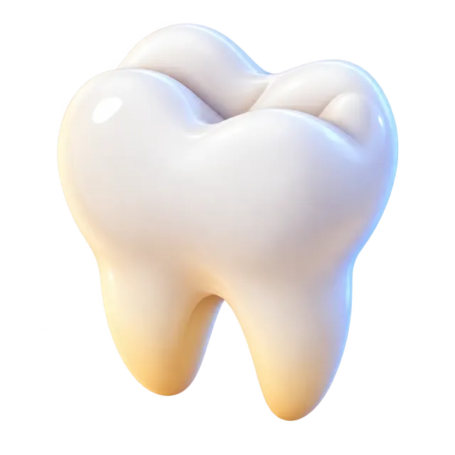 ภาพประกอบคำว่า tooth (ฟัน (ซี่เดียว))