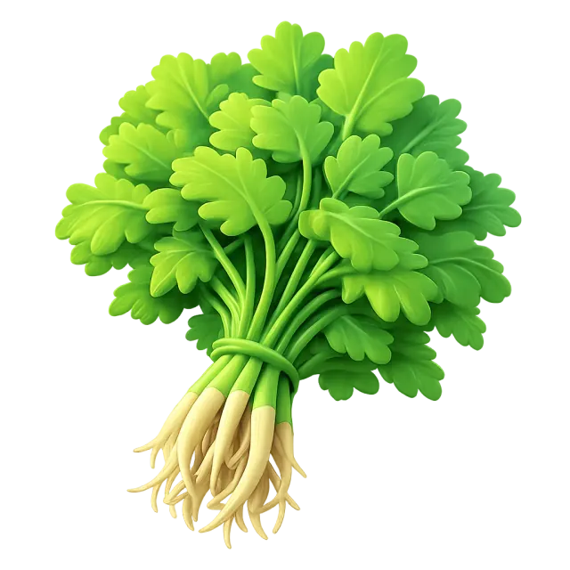 ภาพประกอบคำว่า coriander (ผักชี)